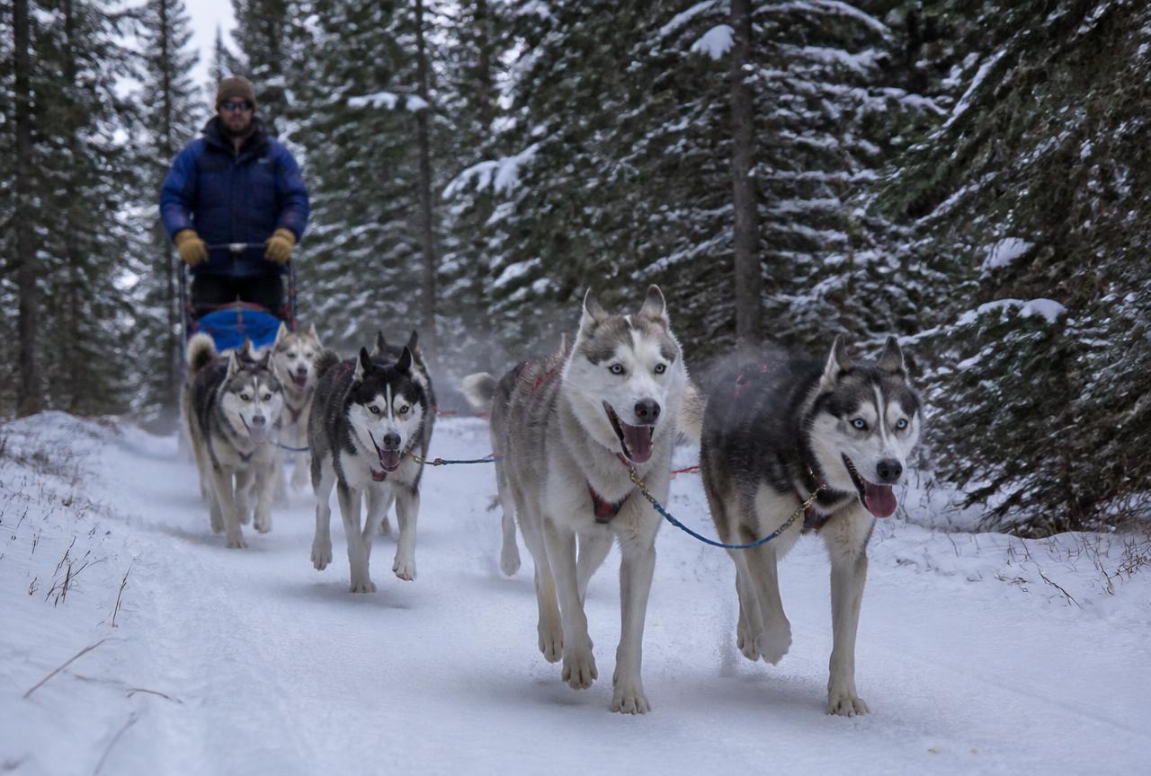 Kennel Dog Sled Run